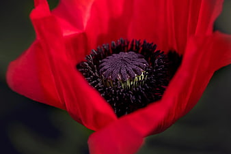 Close-up of vibrant red poppy flower with dark center