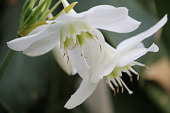 Close-up of white amaryllis flowers with water droplets