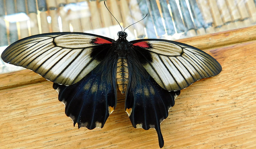 Close-up of a Black and White Butterfly with Red Spots