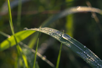 Macro shot of dew drops on green grass blade in morning sunlight