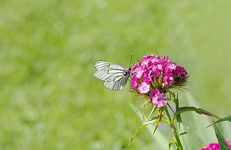 White Butterfly on Pink Phlox Flower in Green Field