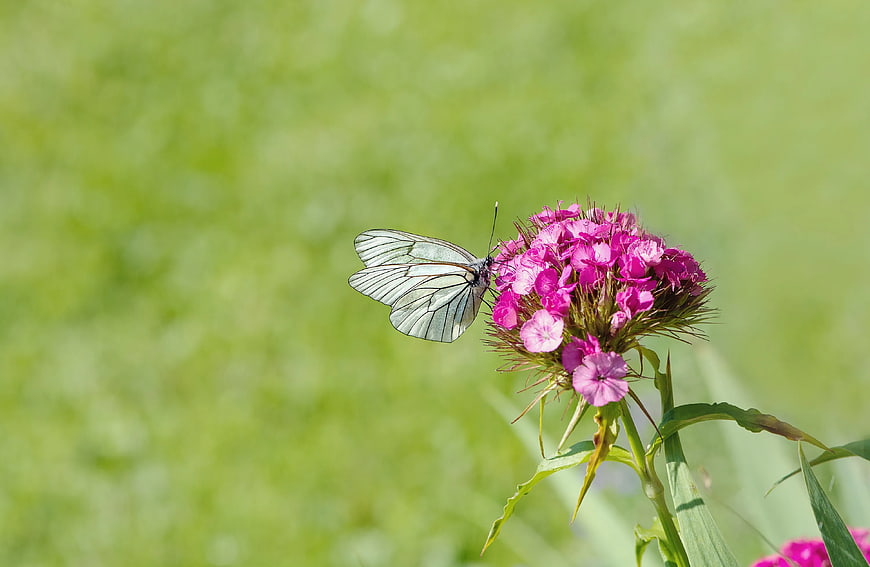 White Butterfly on Pink Phlox Flower in Green Field