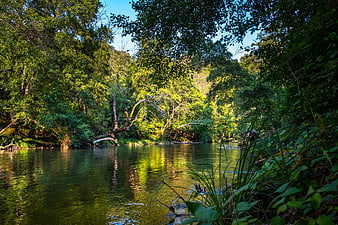Serene Tropical River Flowing Through Dense Lush Green Rainforest