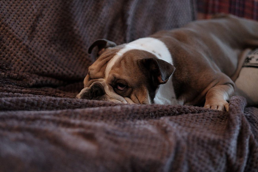 Sleepy Brown and White Bulldog Resting on Brown Couch