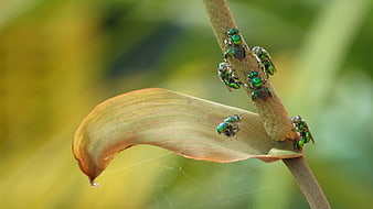 Metallic Green Bees on a Plant Spadix