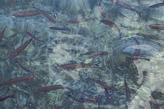 School of fish swimming in clear rippling water