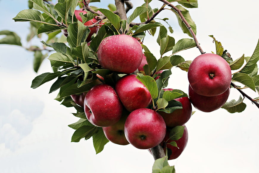 Ripe Red Apples Hanging on Tree Branch