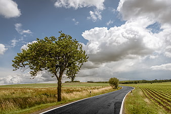 Winding country road with lone tree under dramatic clouds