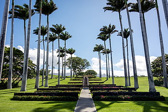 Symmetrical tropical garden path lined with tall palm trees
