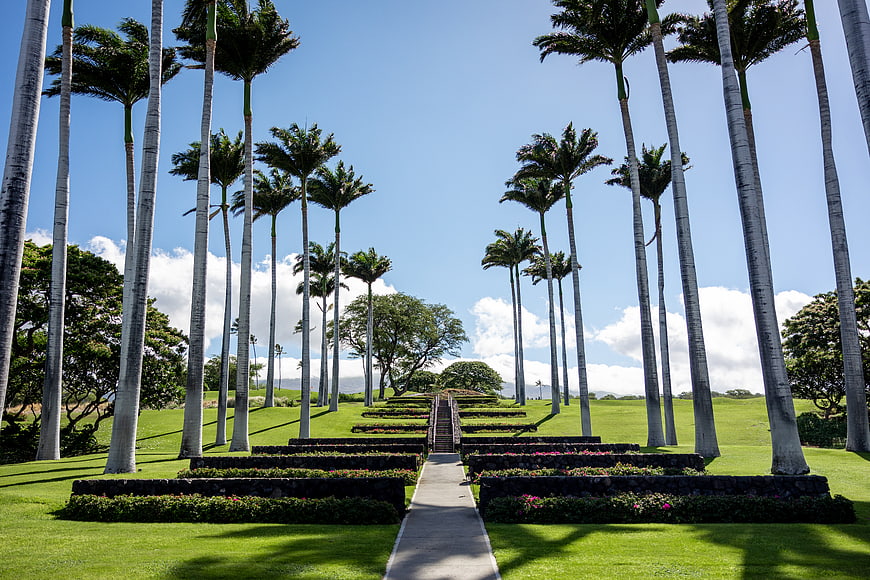 Symmetrical tropical garden path lined with tall palm trees
