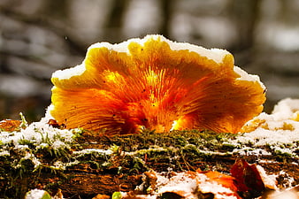 Vibrant Orange Chicken of the Woods Mushroom in Snow