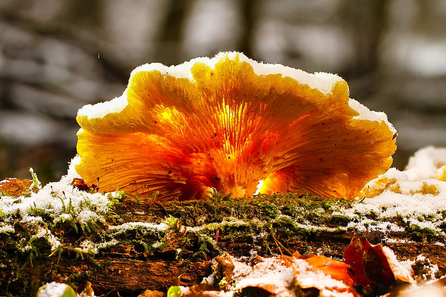 Vibrant Orange Chicken of the Woods Mushroom in Snow