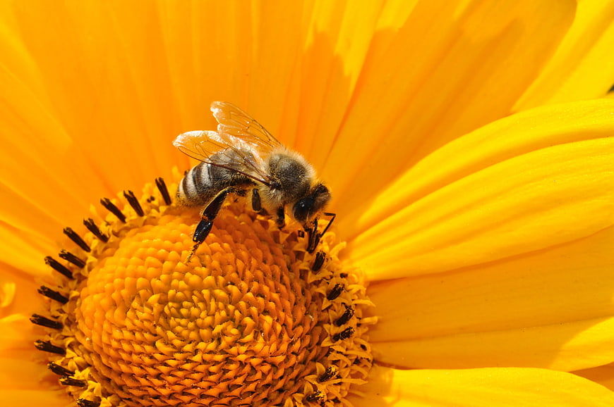 Close-up of Honey Bee Pollinating Yellow Flower