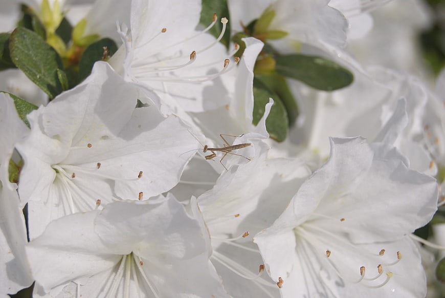 Praying Mantis on White Azalea Flowers