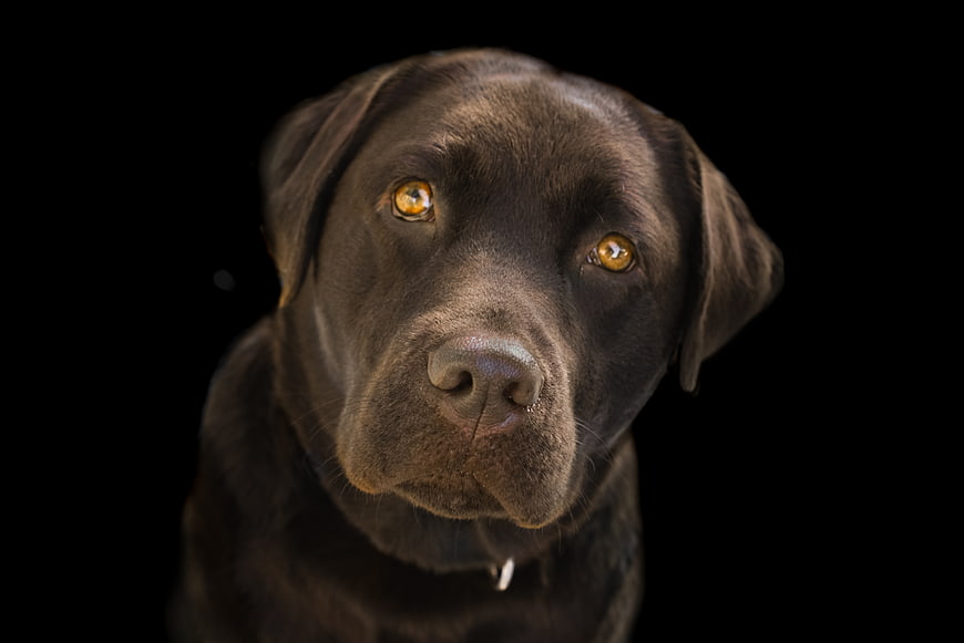 Close-up portrait of a black labrador retriever on black background