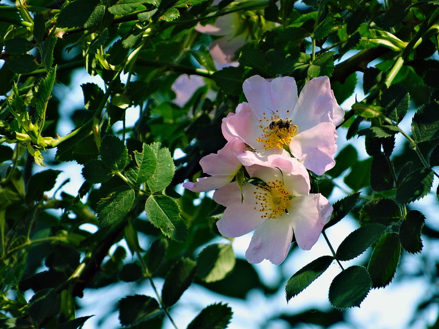 Pink Wild Rose Blossoms with Bee Pollinating in Sunlight