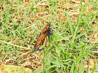 Monarch Butterfly Resting on Green Plant in Grass