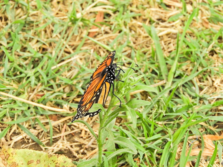 Monarch Butterfly Resting on Green Plant in Grass