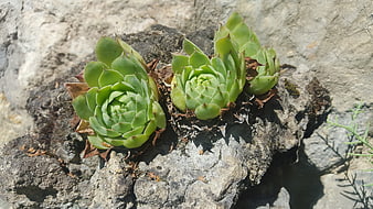 Green succulents growing on textured gray rocks in sunlight