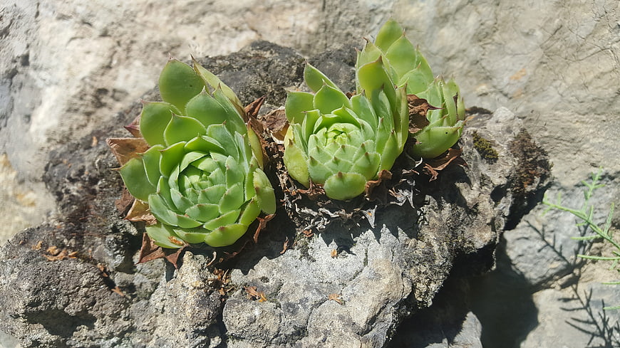 Green succulents growing on textured gray rocks in sunlight