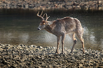 Red Deer Stag Shaking Water on Rocky Riverbank
