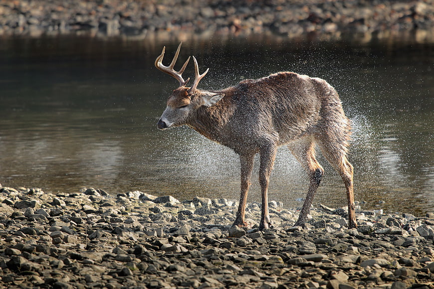 Red Deer Stag Shaking Water on Rocky Riverbank