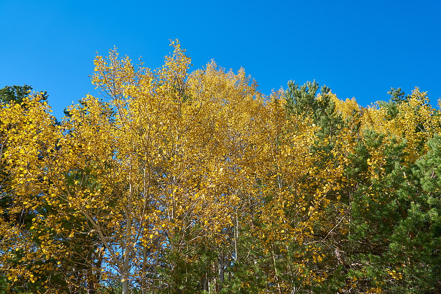 Golden Aspen Trees Against Blue Sky in Autumn