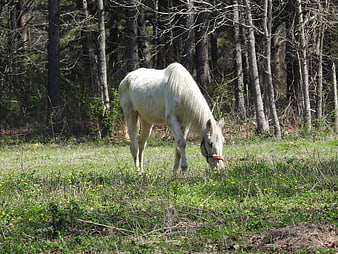 White Horse Grazing in Green Meadow Near Forest