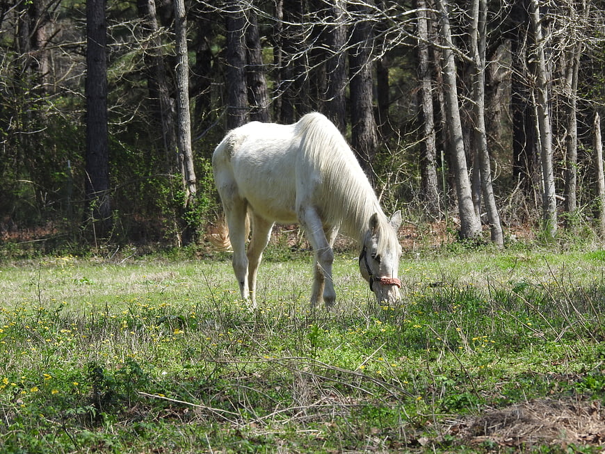 White Horse Grazing in Green Meadow Near Forest