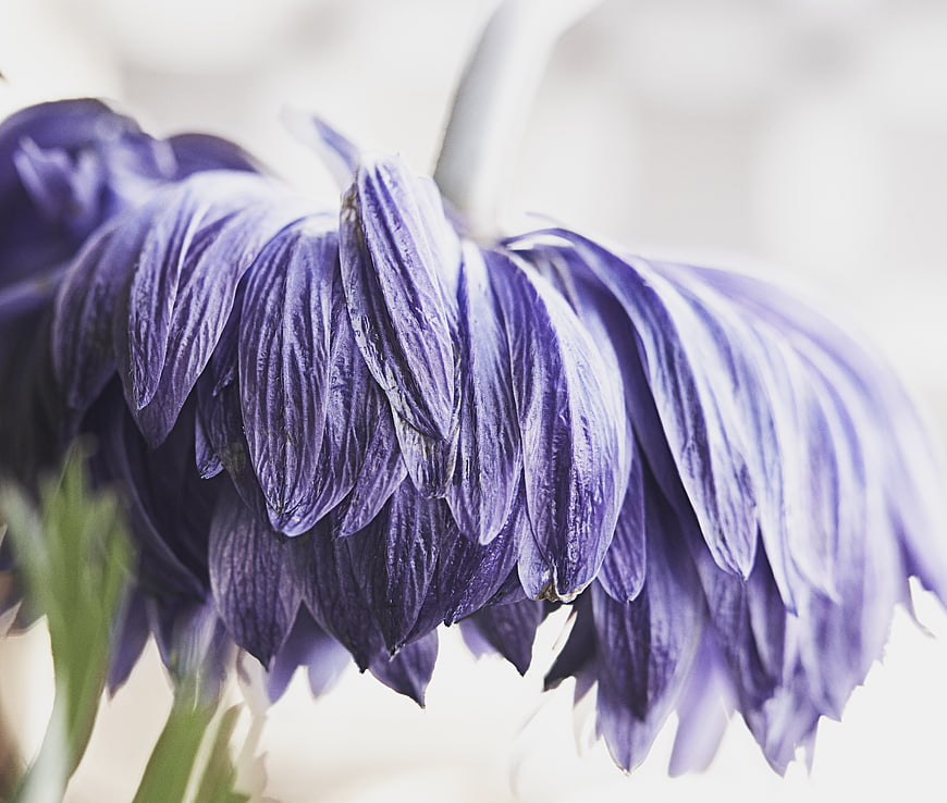 Close-up of purple flower petals with soft texture