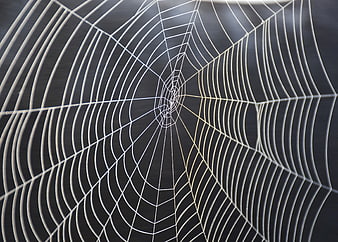 Macro Close-Up of Dewy Spiderweb Against Dark Background