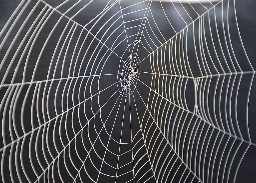 Macro Close-Up of Dewy Spiderweb Against Dark Background