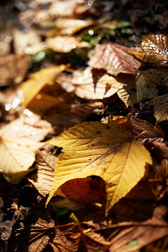 Close-up of wet yellow autumn leaves on forest floor