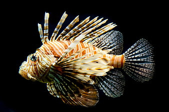 Red Lionfish swimming against a black background