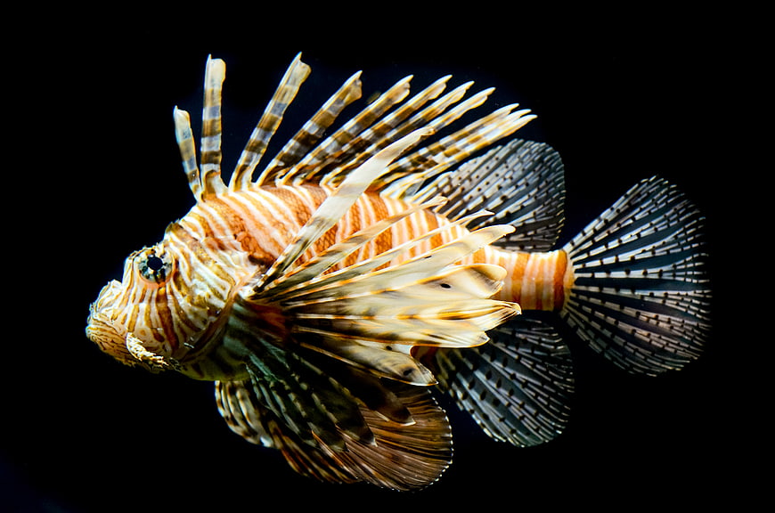 Red Lionfish swimming against a black background
