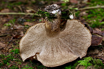 Close-up of Bolete Mushroom Underside in Forest