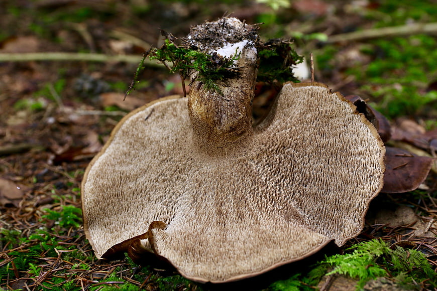 Close-up of Bolete Mushroom Underside in Forest