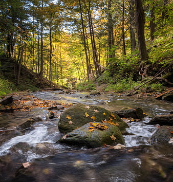 Autumn Forest Stream with Flowing Water and Golden Leaves