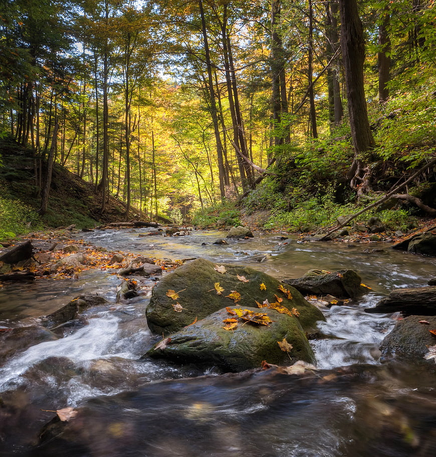 Autumn Forest Stream with Flowing Water and Golden Leaves