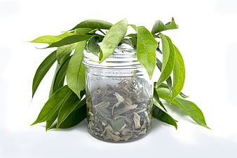 Fresh and Dried Bay Leaves in Glass Jar