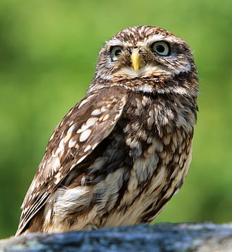 Close-up portrait of a little owl perched on a branch