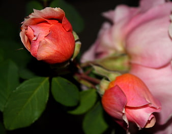 Close-up of vibrant pink rose buds on a dark background
