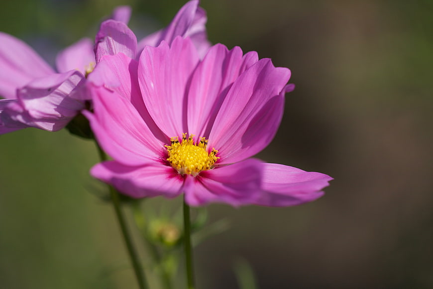 Close-up of vibrant pink cosmos flower with yellow center