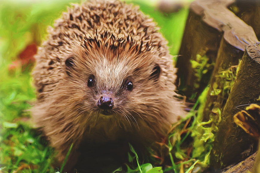 Close-up of cute brown hedgehog in green grass