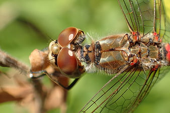 Macro Close-Up of Red-Headed Dragonfly Eyes and Wings
