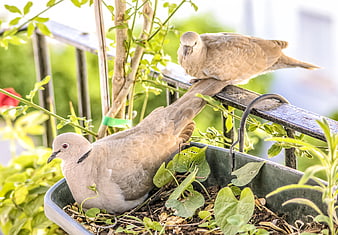 Two doves resting in a balcony planter box