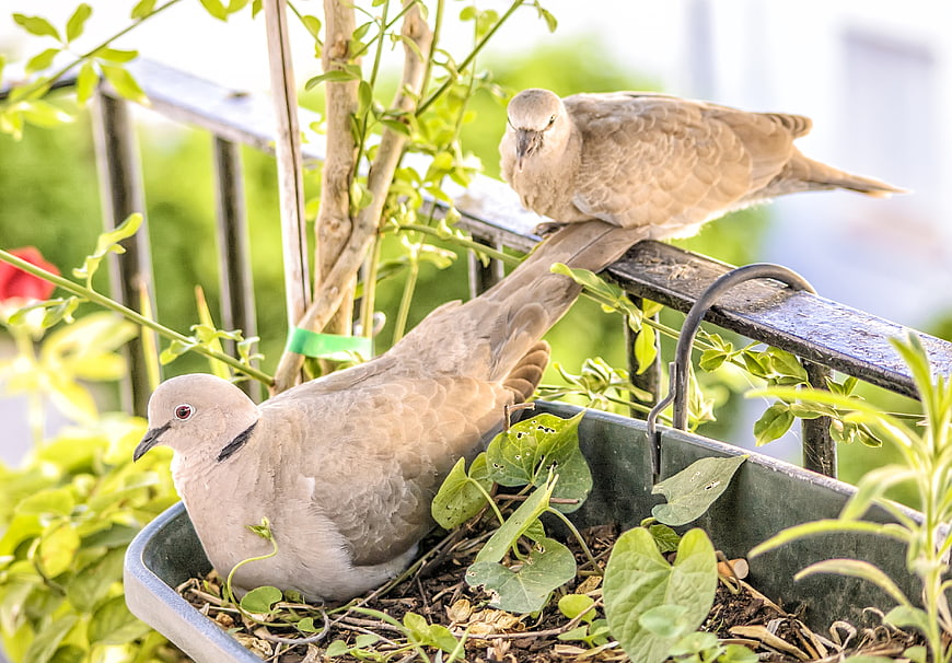 Two doves resting in a balcony planter box
