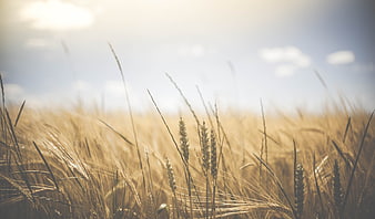 Golden Wheat Field Close-Up with Sunlight and Blue Sky