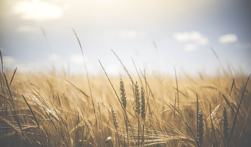 Golden Wheat Field Close-Up with Sunlight and Blue Sky