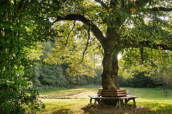 Peaceful park bench under large tree in green meadow